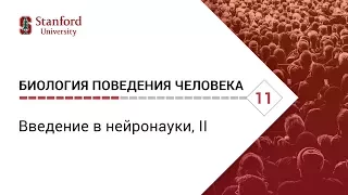 Биология поведения человека: Лекция #11. Введение в нейронауки, II [Роберт Сапольски, 2010]