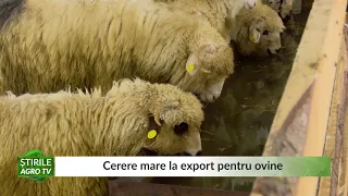 Cerere mare la export pentru ovine 10 06 2021