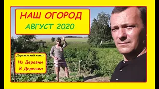 НАШ ОГОРОД АВГУСТ 2020 года. ЭКСКУРСИЯ НА УРОЖАЙНЫЙ ОГОРОД В ДЕРЕВНЕ.