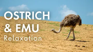 Ostrich & Emu Relaxation | Relaxing Music for Stress Relief