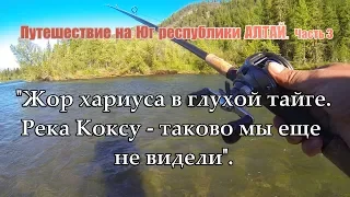 Попали на ЖОР ХАРИУСА в глухой тайге/Невероятный каньон реки Коксу/Алтай/Лодка Солар 470 Tohatsu #3