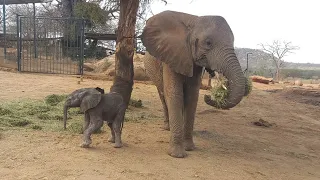 50th Wild-Born Baby Elephant as Ithumbah Becomes a Mum | Sheldrick Trust