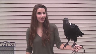 Ravens can talk! edit