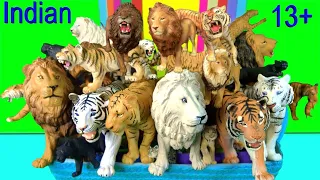 Indian animals - Lion, Tiger, Leopard, Snow Leopard, Clouded Leopard, Lynx - Big Cat Week 13+