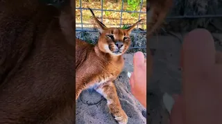 Wild Animal Nose Boops! AMAZING