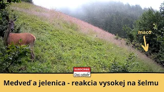 Medveď a jelenica - reakcia vysokej na šelmu 🦌❓🐻