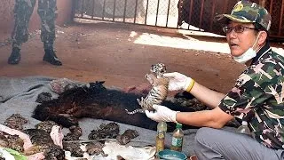 В «Тигрином монастыре» в Таиланде обнаружено 40 мёртвых тигрят