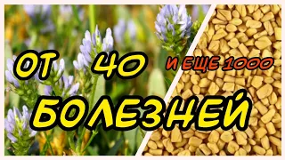 ОТ ТЫСЯЧИ БОЛЕЗНЕЙ( бонус ПОХУДЕНИЕ) И ПРИПРАВА ДЛЯ ВКУСА! ПАЖИТНИК. ДЛЯ ЧЕГО? ОТ ЧЕГО?