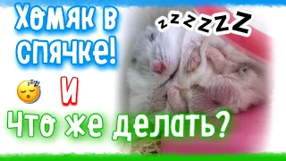 Что Делать Если ХОМЯК ВПАЛ В СПЯЧКУ?🐹он умер или нет?! 😰 яХрумка