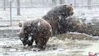 Jimbo and Leo playing in the snow and ice - BIG BEARS!