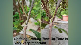 Mango plant care - How , Why And When To Remove Grafting Tape from A Mango Plant Very Important.
