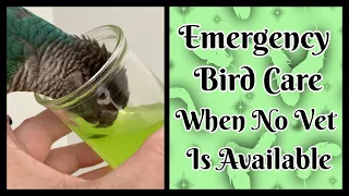 Sick Bird, Emergency Care!! What to do when you can’t get to a Vet. Dehydrated Bird Health🤒