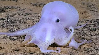 Facts: The Casper Octopus