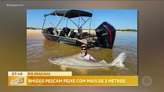 RIO ARAGUAIA: UM GRUPO DE AMIGOS PESCOU UM PEIXE COM MAIS DE DOIS METROS