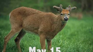 Deer Antler Growth Timeline