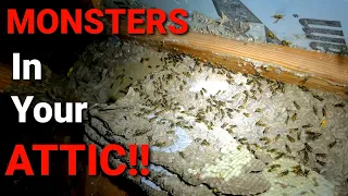 MASSIVE Yellow Jacket Wasp Nest INFESTATION In ATTIC! Wasp Nest Removal!