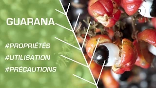 Comment utiliser le guarana ? Phytothérapie