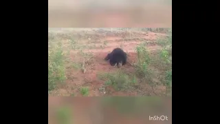 A bear 🐻 in pain after getting knocked by a Car ||moaning 😢 #wild #animals #shorts