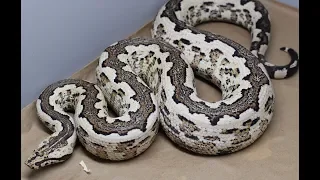 Some Unique/Uncommon Boa Species!