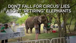 Don’t Fall for Circuses’ Lies About “Retiring” Elephants