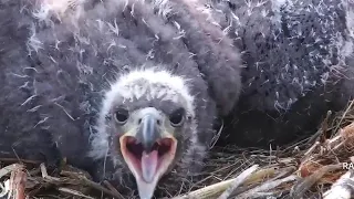 Decorah North ~Siblings are cuddle together in a cold morning ~2021/04/21