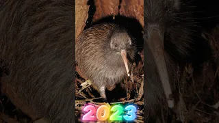 2023 Kiwi bird  VS 5000 bce Kiwi bird #shorts #ytshort #youtubeshorts#viral #mrbeast #mrindianhacker