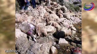 В Дагестане из-за волка погибли полторы сотни овец