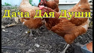 ЧТО нужно ЗНАТЬ, прежде чем завести кур🐔🐔🐔