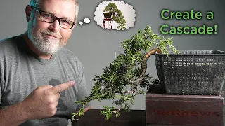 Bonsaify | Crafting CASCADE Style Juniper Bonsai