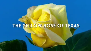 THE YELLOW ROSE OF TEXAS (CIVIL WAR SONG COVER) Performed by local Gettysburg Group