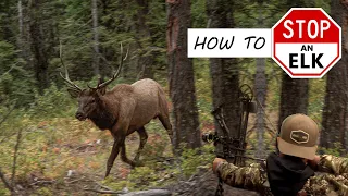 How to STOP an Elk! In The Zone (Episode 6)