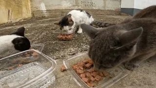 Feeding a group of very shy feral cats ❤️🐱