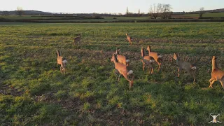 Balade avec des chevreuils.