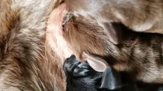 2 day old puppies