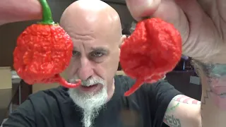 POD REVIEW......The Hurt Berry Pepper......grown by Tomas Spillane.....another angry pod! Mean it!