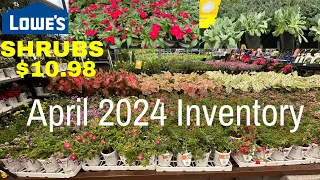 🌺 NEW ARRIVALS!  LOWE'S GARDEN CENTER APRIL 2024 INVENTORY SHRUBS  PERENNIALS EVERGREENS #LOWES