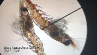 FINALLY! Avatar Aquatics Breeding Amano Shrimps Step by Step Walkthrough - 100% Success!