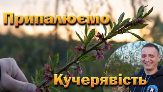 Проти кучерявості мідьвмісний і системний препарати (Медян, Топсін) це найкращий захист персика