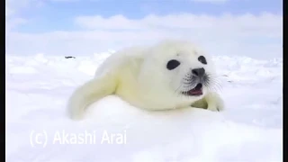 あざらしの赤ちゃん 『 鳴き声 』 / Baby Harp Seal -14