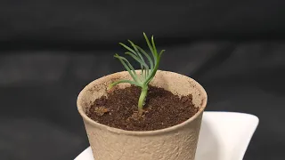 Watch a time-lapse of a pine tree growing inside a peat pot