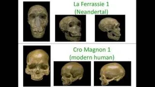 CARTA: The Genetics of Humanness: The Neanderthal and Denisovan Genomes