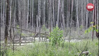 Никто не найдет!..  Как попасть в самое малопроходимое место в Слонимском районе