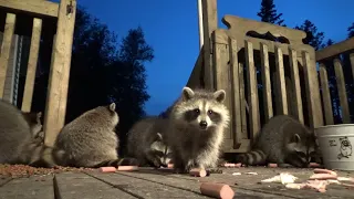 Friday Night August 4th Lots of Baby Raccoons at Jim's Diner