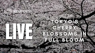 LIVE: Tokyo's cherry blossoms in full bloom