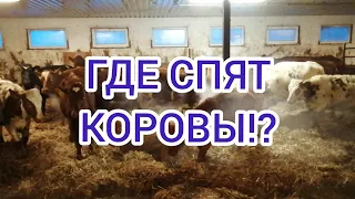 На чем спят коровы!? Работа в Финляндии на ферме. Working in Finland on a farm.