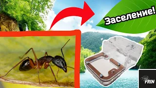 ПЕРЕСЕЛЕНИЕ Camponotus barbaricus В НОВЫЙ ФОРМИКАРИЙ, И НЕ ТОЛЬКО!