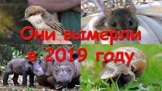 4 species of animals that became extinct in 2019! Выделите текст, чтобы посмотреть примеры