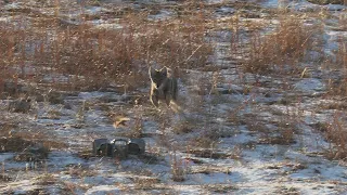 Awesome Coyote Hunting in the South Dakota Sandhills.  Predator Hunting: SUPPRESSED "LUCID"