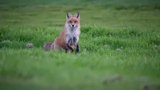 Red Fox Santa clara county