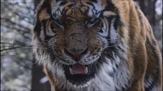 великий тигр,